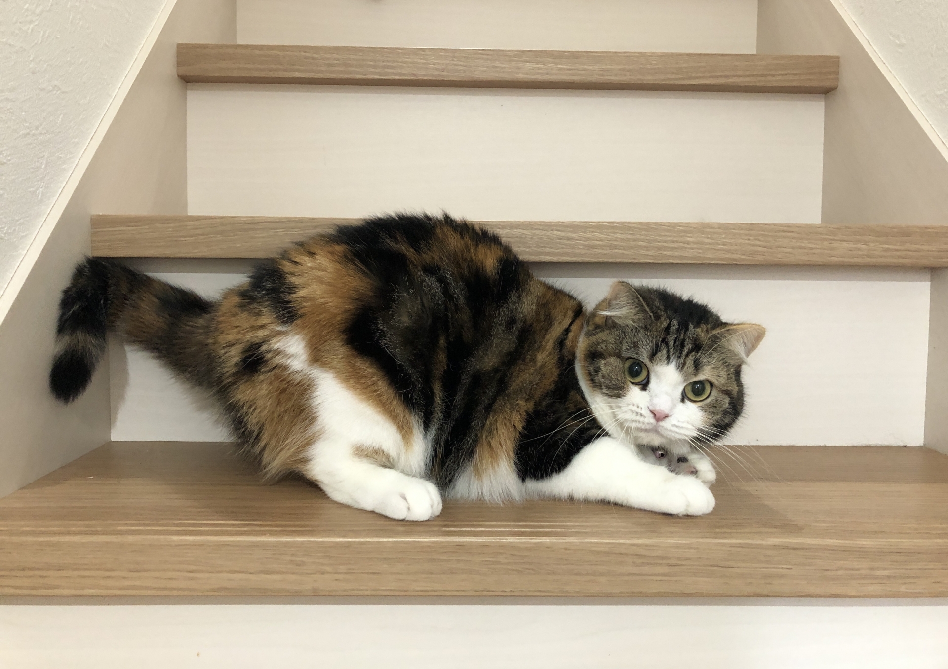 郡山市　おうちの壁穴リペア工房　猫ちゃんのイメージ写真