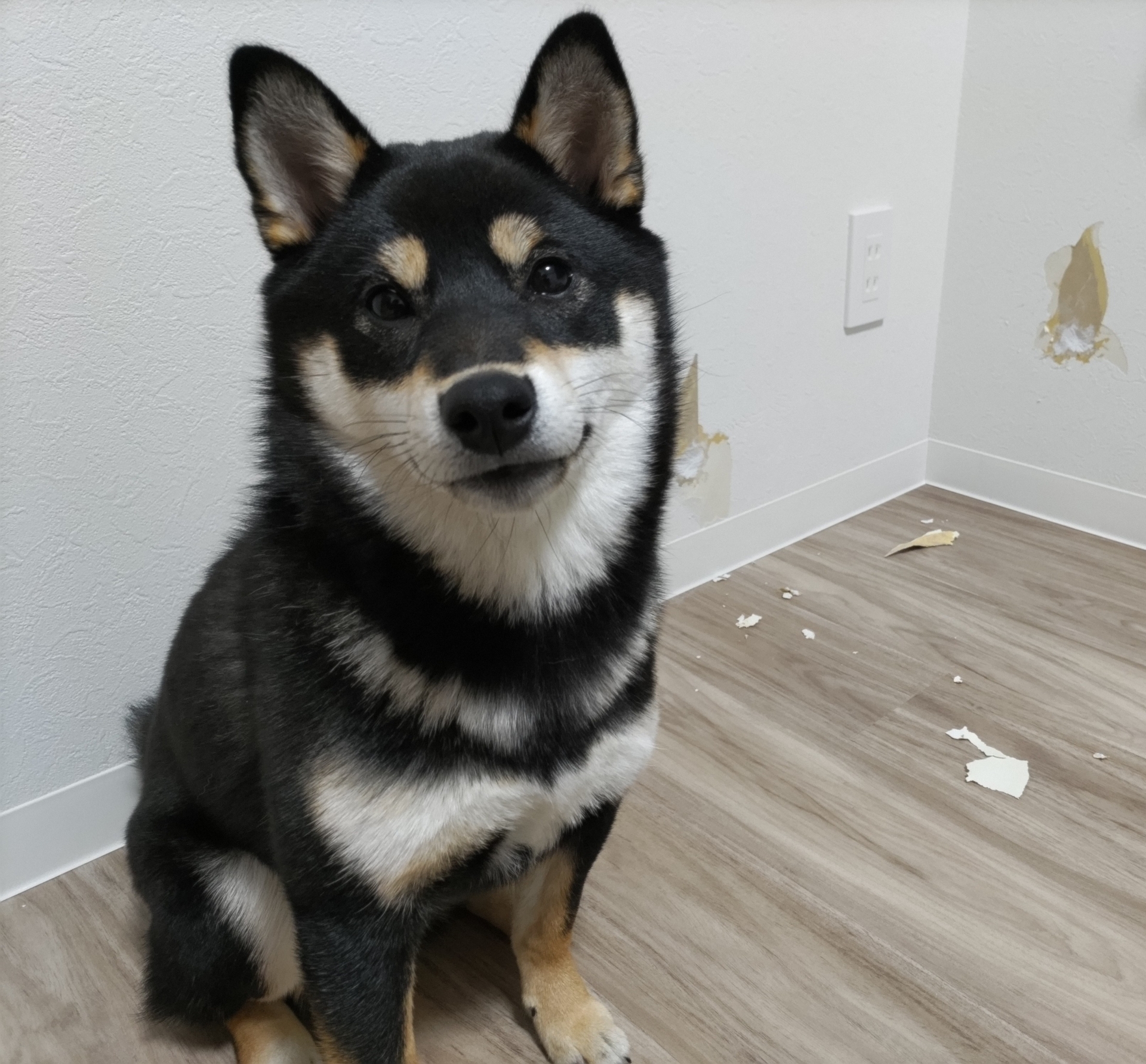 郡山市 おうちの壁穴リペア工房 クロスにいたずらしたわんちゃんのイメージ画像