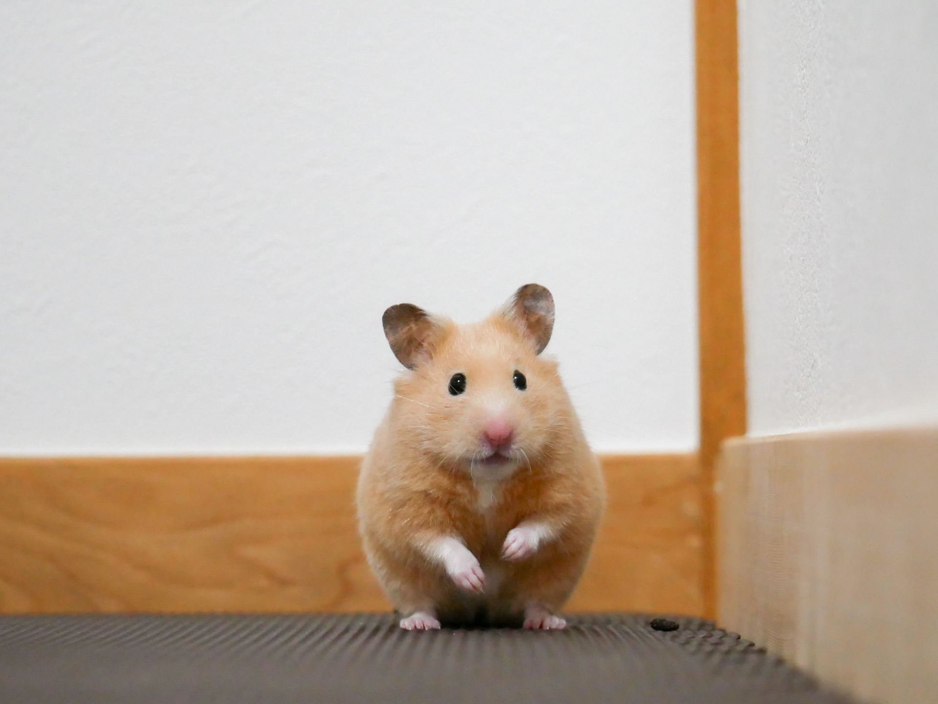 仙台リペアナビ おうちの壁穴リペア工房 ハムスターのイメージ写真