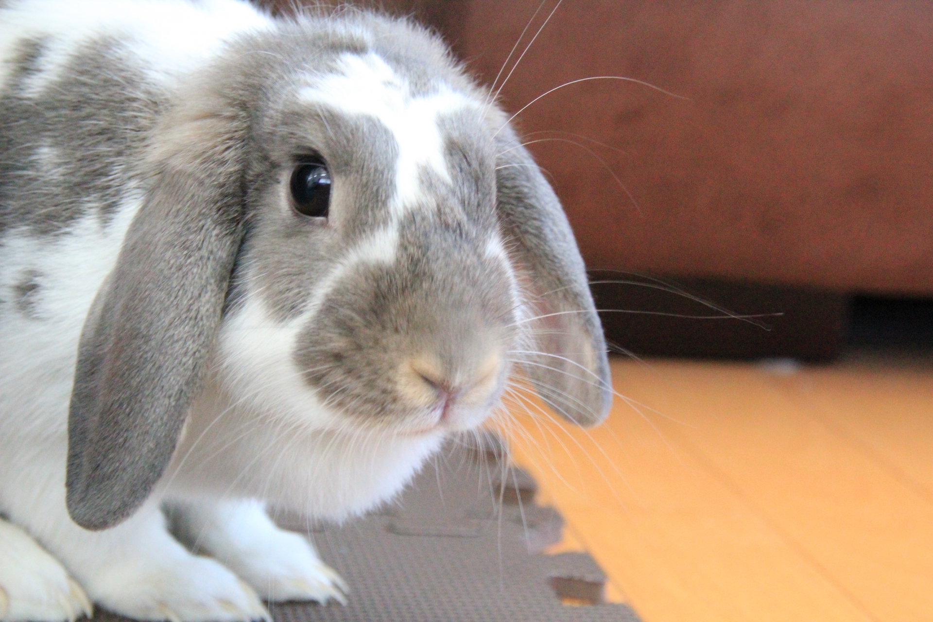 郡山市　おうちの壁穴リペア工房　うさぎちゃんのイメージ写真